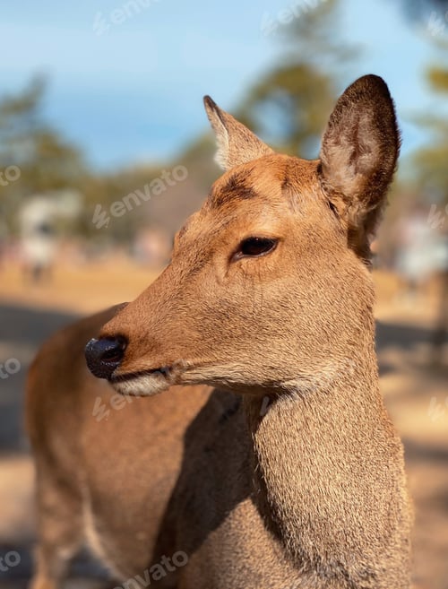Preview: A deer