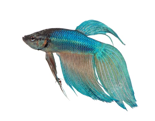 Preview: blue Siamese fighting fish - Betta Splendens