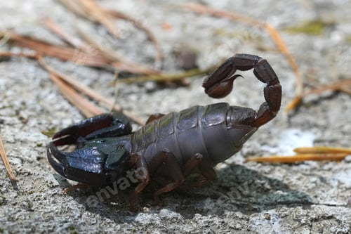 Preview: Closeup on a gravid female Pacific or Western Forest Scorpion, Uroctonus mordax , Oregon