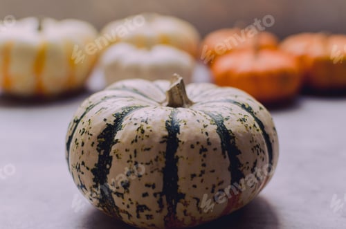 Preview: Closeup of a variety of gourds pumpkins for autumn fall decorations in stripes, orange and white