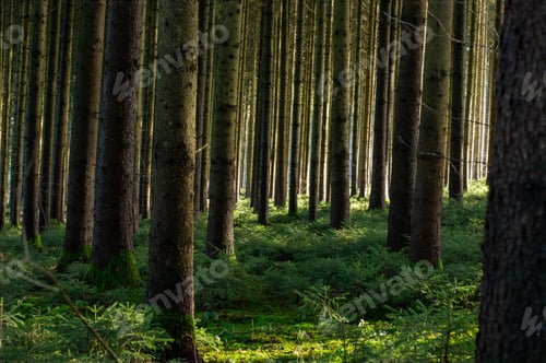 Preview: Warm sunshine in the forest with green plants