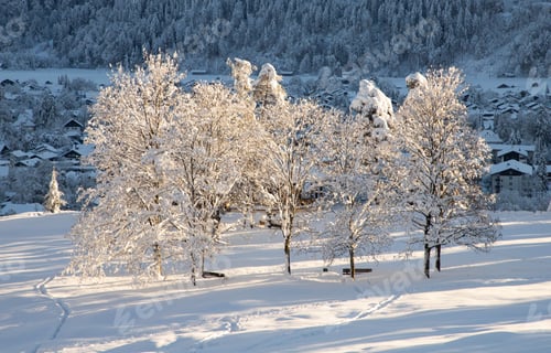 Preview: winter mountain landscape in the Alps with snow covered fir trees