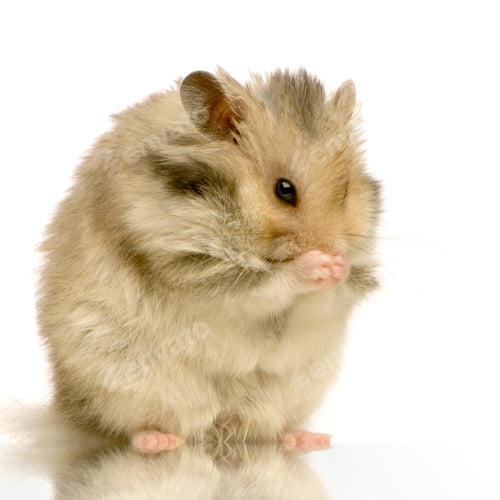 Vorschau: Hamster