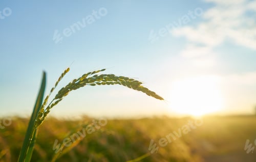 Preview: Detail of the rice plant at sunset in Valencia. Rice grains in plant seed.