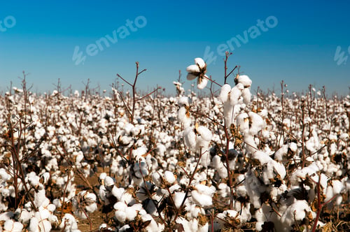 Preview: Cotton Fields Harvest