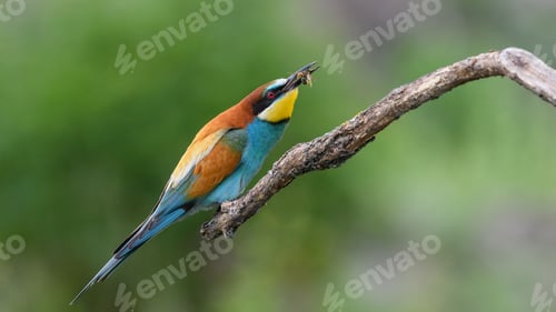 Preview: Bee-Eater Sitting on a Branch with a Bee.