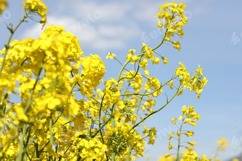 Preview: Yellow flowers on a blue sky background