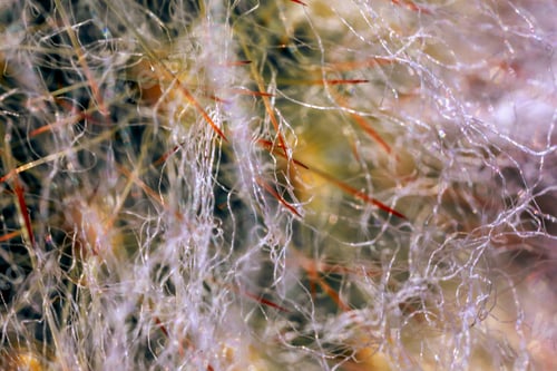 Preview: Macro shot of a Cephalocereus senilis cactus thorns under the light