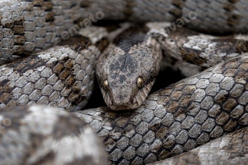 Preview: A detail shot of European Cat snake (Telescopus fallax) or Soosan Snake, on the island of Malta.