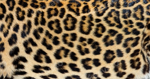 Vista previa: Close up of spotted Leopard fur texture