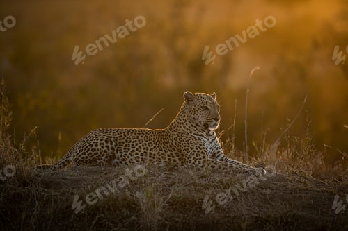 Preview: A male leopard, Panthera pardus, lies on a termite mound at sunset