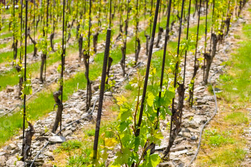 Preview: Young vineyard at sunlight. Rows of grapes on the slopes