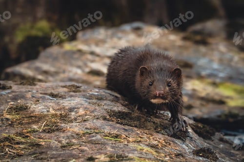 Preview: Beautiful shot of an american mink in the forest
