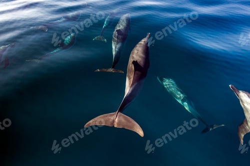 Preview: Pod of Pantropical Dolphins breaching for air, Port St. Johns, South Africa