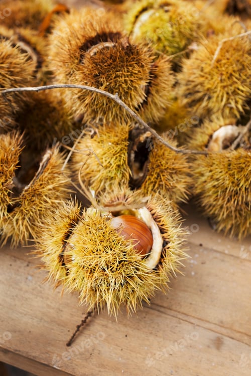 Preview: A heap of fresh sweet chestnuts for roasting. Spiny pods.