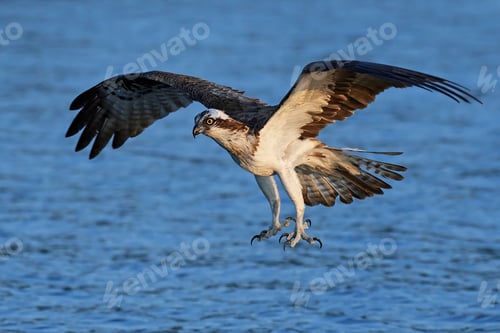 Preview: Osprey (Pandion haliaetus)