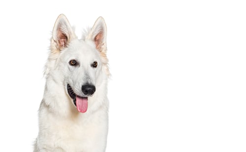 Preview: portrait of a Swiss Shepherd Dog panting and looking happy, isolated on white