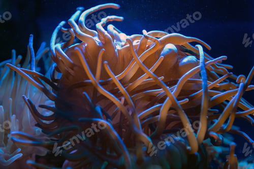 Preview: Underwater world fish aquarium