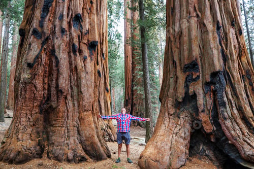 Preview: Sequoia