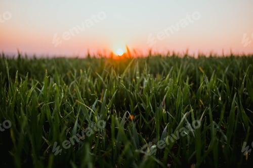 Preview: Green grass . Sunrise background