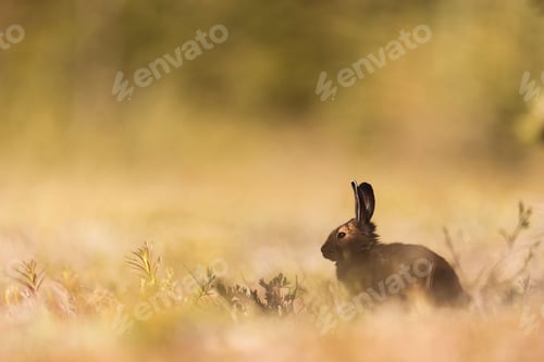 Preview: Snowshoe Hare sitting in a beautiful golden backlight