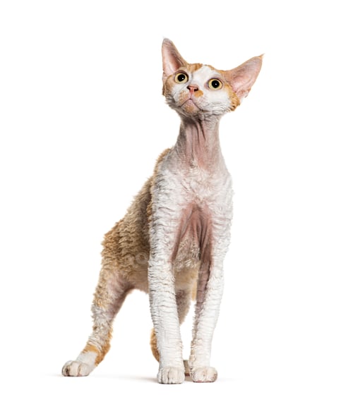 Preview: Standing Devon rex cat bicolor looking up, isolated on white