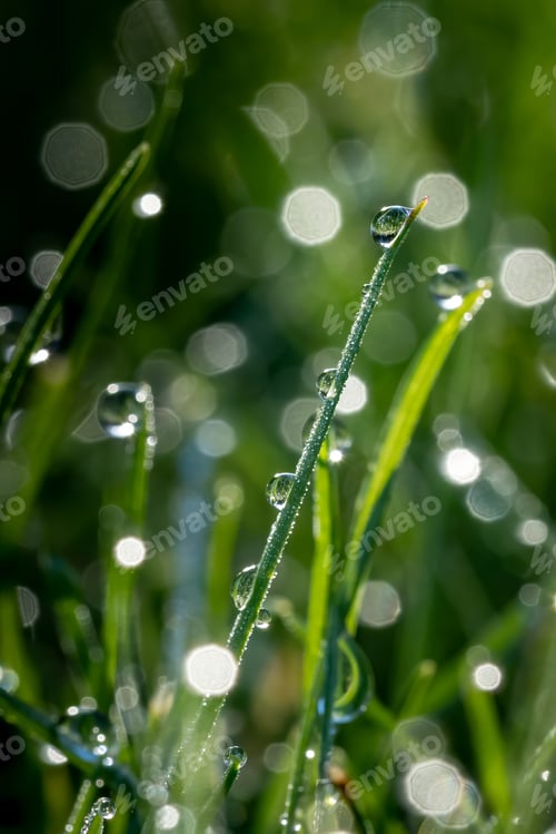 Preview: Vertical shallow focus shot of dew on the grass
