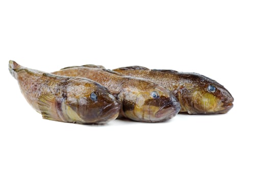 Preview: Three fresh round goby fishes isolated on white background