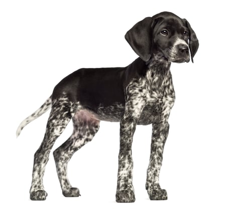 Preview: German Shorthaired Pointer, 10 weeks old, against white background