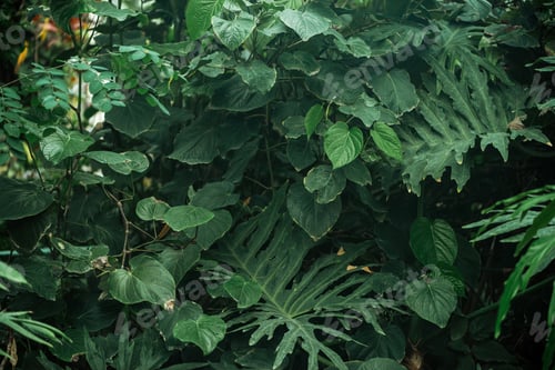 Preview: green exotic different leaves in botanical garden