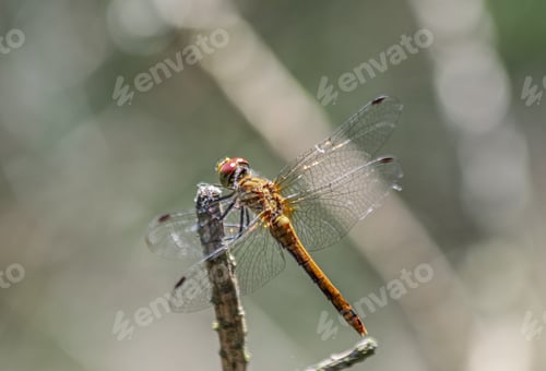 Preview: Dragonfly from behind