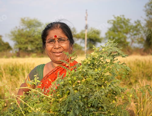 Preview: Rural Indian women in the field, Maharashtra, India.