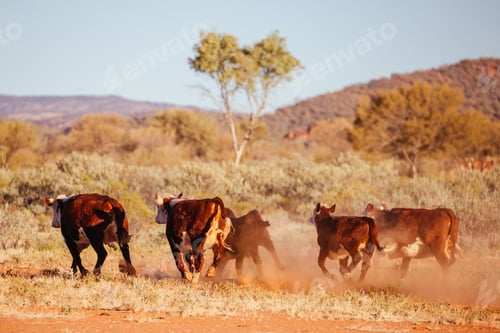 Preview: Grazing Cows in the Australian Outback