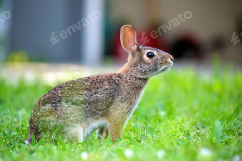 Preview: Grey small hare eating grass on summer field. Wild rabbit in nature