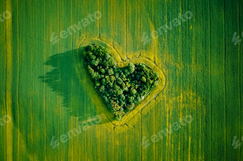 Preview: Heart made of trees in rapeseed field, aerial view