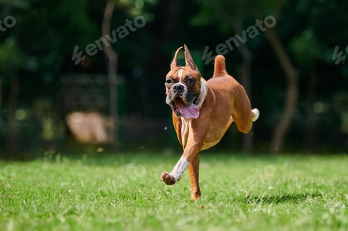 Preview: Boxer dog running and jumping on green grass summer lawn outdoor park walking with adult pet