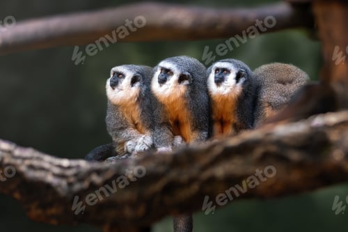Preview: Three Vieiras Titi Monkeys (Plecturocebus vieirai)