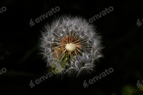 Preview: Dandelion in the Dark
