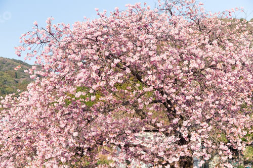 Preview: Sakura flower