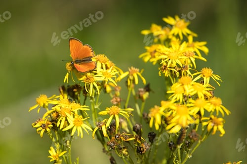 Preview: Closeup shot of an orange butterfly sitting on Ragwort flower