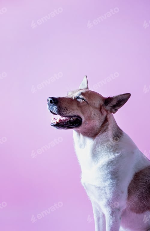 Preview: Cute funne mixed breed dog portrait on pink background
