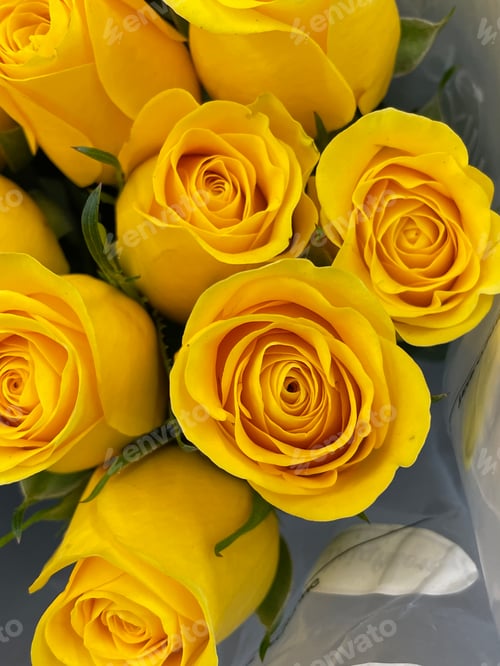 Preview: Roses