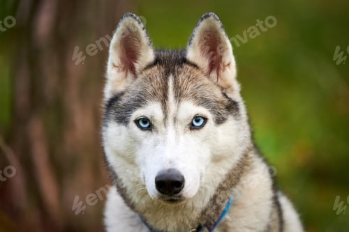 Preview: Purebred Siberian Husky dog with blue eyes in collar, Siberian Husky dog face close up outdoor