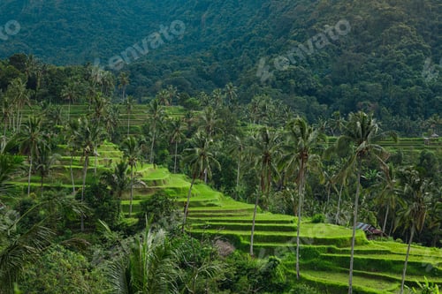 Preview: Beautiful view of rice terraces with a palm trees
