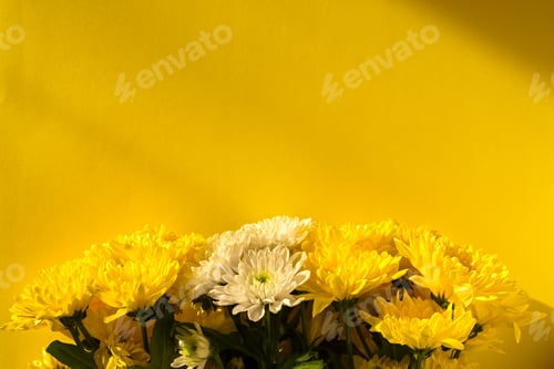 Preview: Yellow and white chrysanthemums bloom flat lay