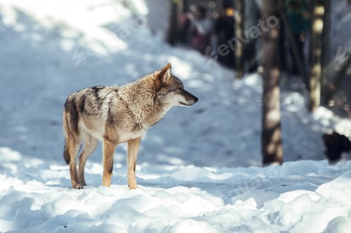 Preview: Wolf on hill near stones and snow