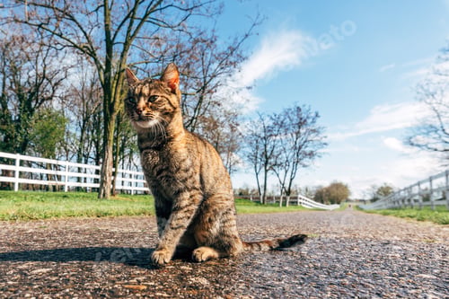 Preview: Feral cat sitting and resting on country road.