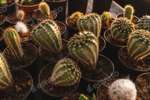 Preview: Group of different cactus in greenhouse. Close-up.