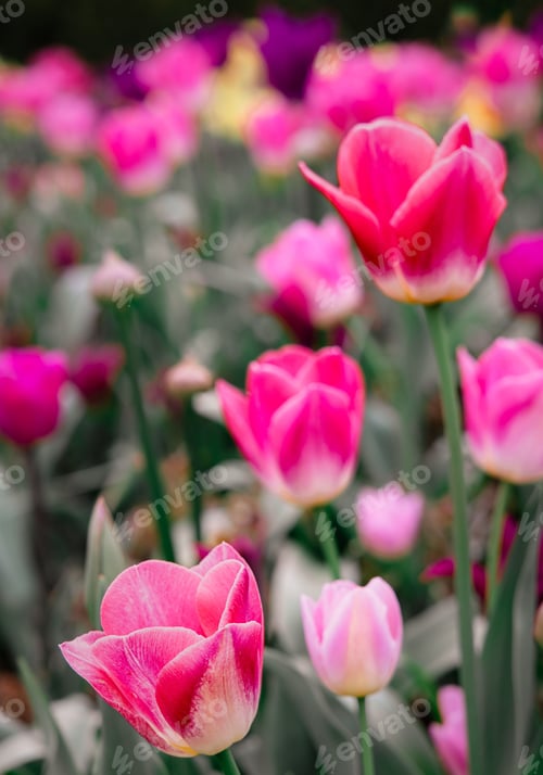 Preview: Dynamic mix of pink blooming tulips in the garden