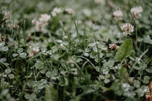 Preview: Rainy day background / rain drops in the grass